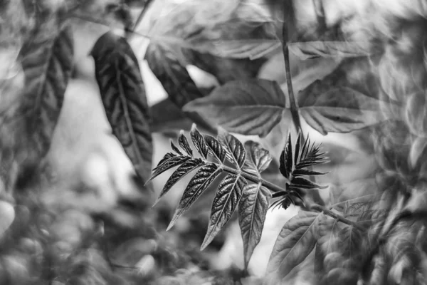 Mooie Rode Herfstbladeren Van Een Boom Close Een Warme Dag — Stockfoto