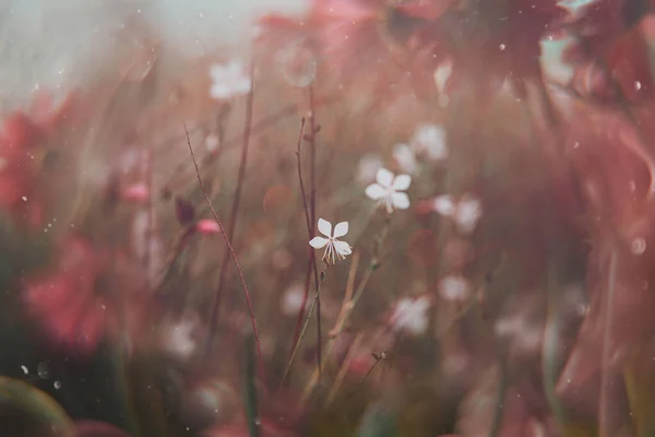 Vacker Liten Delikat Höst Blommor Trädgården Bakgrund Med Bokeh — Stockfoto