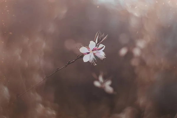 Bellissimi Fiorellini Autunno Delicati Giardino Uno Sfondo Con Bokeh — Foto Stock