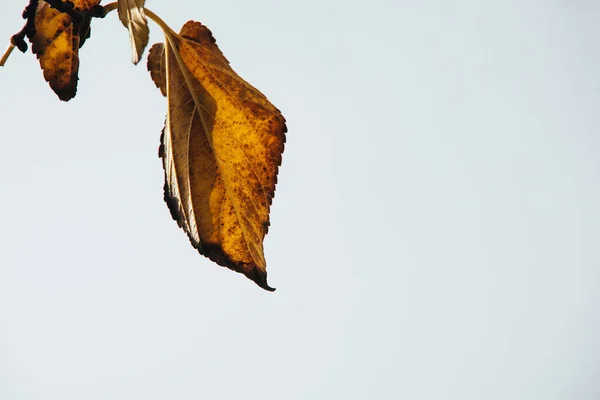 Vacker Höst Gyllene Löv Ett Träd Ljus Bakgrund — Stockfoto