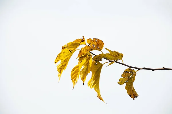 Piękne Jesienne Złote Liście Drzewie Jasnym Tle — Zdjęcie stockowe