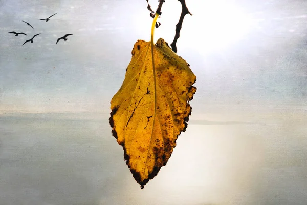 Красивые Осенние Золотые Листья Дереве Светлом Фоне — стоковое фото