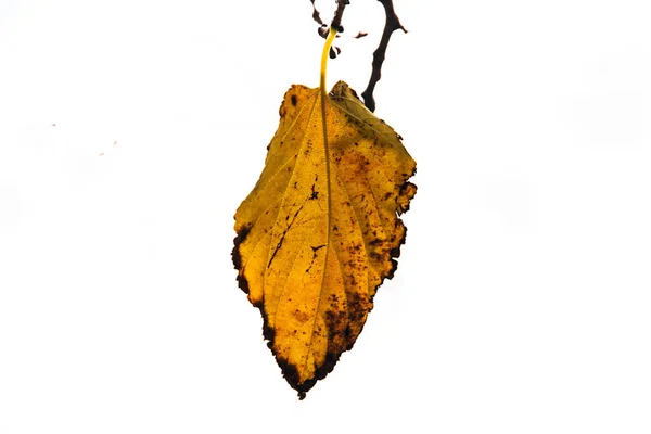 배경에 아름다운 황금빛 나뭇잎 — 스톡 사진
