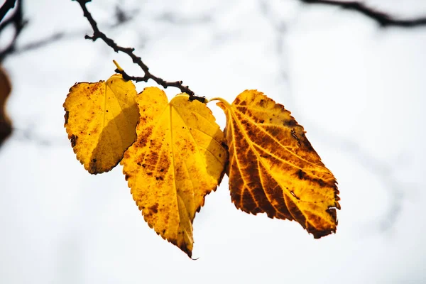 淡い背景の木に美しい秋の黄金の葉 — ストック写真
