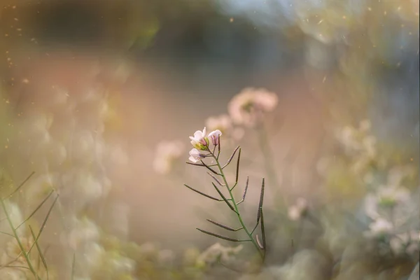 Όμορφα Μικρά Λεπτά Φθινοπωρινά Λουλούδια Στον Κήπο Φόντο Bokeh — Φωτογραφία Αρχείου