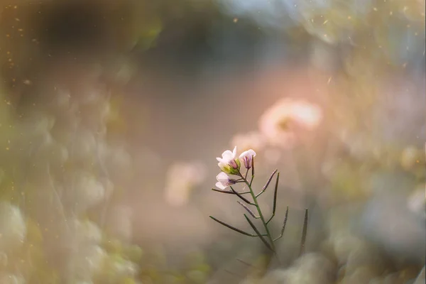 Bahçedeki Küçük Narin Sonbahar Çiçekleri Bokeh Ile Arka Planda — Stok fotoğraf