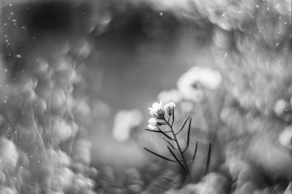 Bahçedeki Küçük Narin Sonbahar Çiçekleri Bokeh Ile Arka Planda — Stok fotoğraf