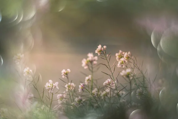 美しい小さな繊細な秋の花が庭に咲く — ストック写真