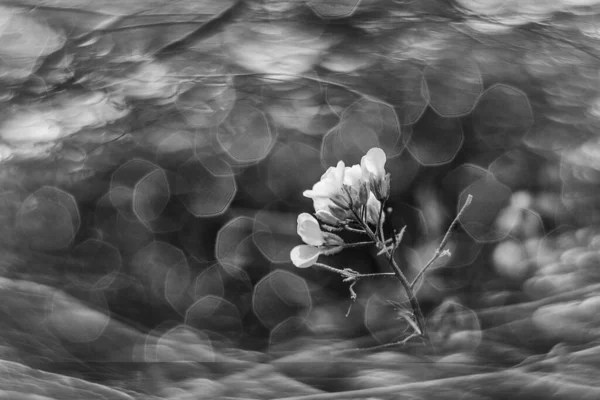 Hermoso Poco Delicadas Flores Otoño Jardín Sobre Fondo Con Bokeh — Foto de Stock