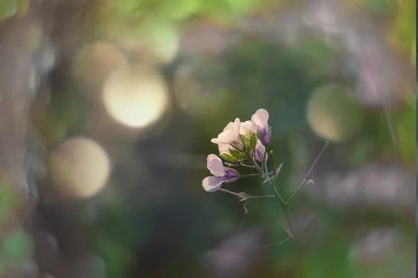 Bahçedeki Küçük Narin Sonbahar Çiçekleri Bokeh Ile Arka Planda — Stok fotoğraf