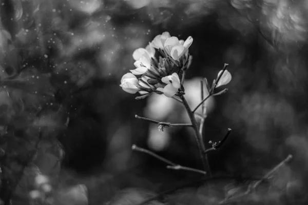 Schöne Kleine Zarte Herbstblumen Garten Auf Einem Hintergrund Mit Bokeh — Stockfoto