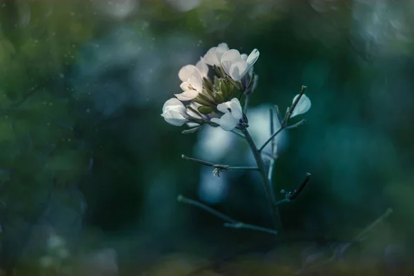 Belas Pequenas Flores Delicadas Outono Jardim Fundo Com Bokeh — Fotografia de Stock