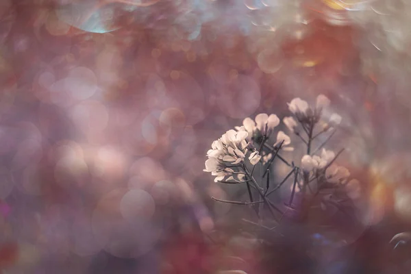 Belles Petites Fleurs Automne Délicates Dans Jardin Sur Fond Avec — Photo