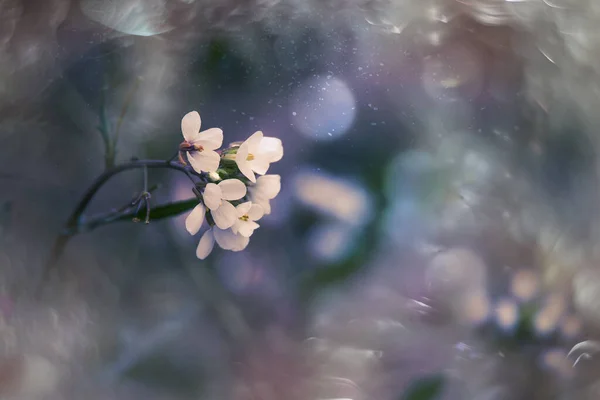 美しい小さな繊細な秋の花が庭に咲く — ストック写真