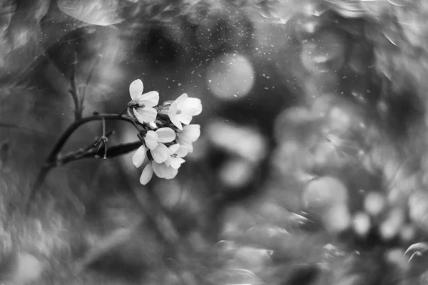 Belas Pequenas Flores Delicadas Outono Jardim Fundo Com Bokeh — Fotografia de Stock