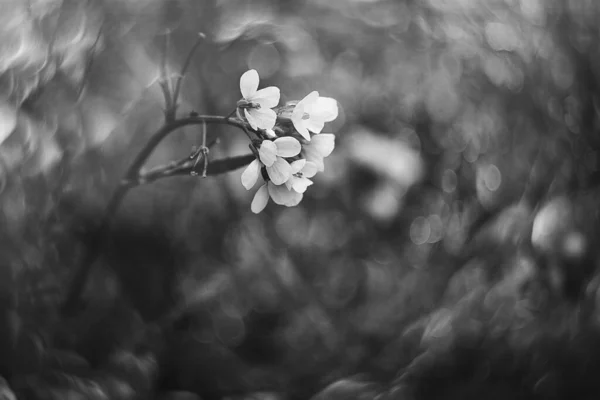 Belas Pequenas Flores Delicadas Outono Jardim Fundo Com Bokeh — Fotografia de Stock