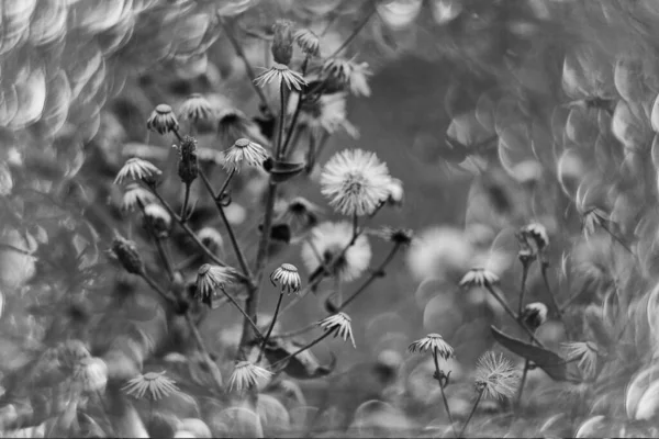 Vacker Liten Delikat Höst Gula Blommor Trädgården Bakgrund Med Bokeh — Stockfoto