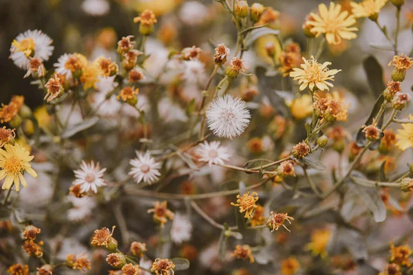 Piękne Małe Delikatne Jesienne Żółte Kwiaty Ogrodzie Tle Bokeh — Zdjęcie stockowe