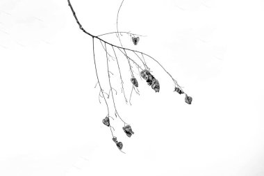 Minimalizmin hafif arka planında zarif bir sonbahar yaprağı.