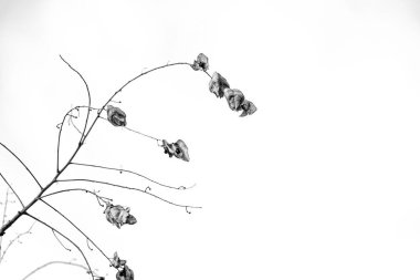 Minimalizmin hafif arka planında zarif bir sonbahar yaprağı.