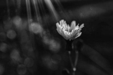 Güneşin altında küçük sarı çiçekli güzel vahşi çekirge