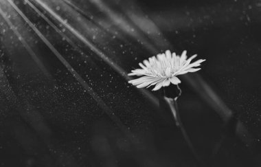 Güneşin altında küçük sarı çiçekli güzel vahşi çekirge