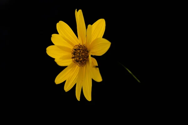 Όμορφη Άγρια Ακρίδα Μικρό Κίτρινο Λουλούδι Στον Ήλιο — Φωτογραφία Αρχείου