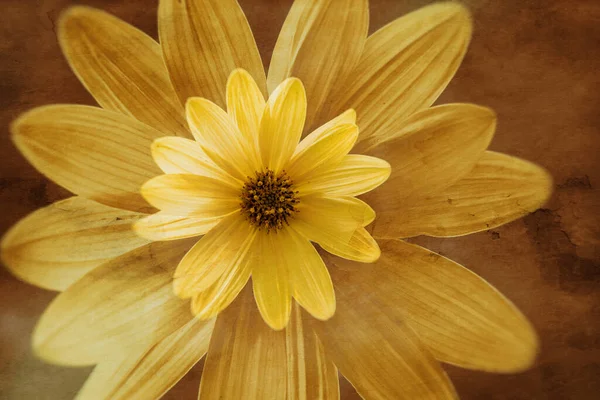 Hermoso Saltamontes Salvaje Con Pequeña Flor Amarilla Sol — Foto de Stock