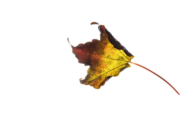 Beautiful Delicate Golden Autumn Leaf Light Background Minimalism Closeup — Stockfoto