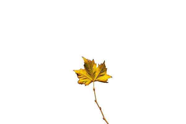 Mooie Delicate Gouden Herfstblad Een Lichte Achtergrond Minimalisme Closeup — Stockfoto