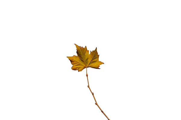 Beautiful Delicate Golden Autumn Leaf Light Background Minimalism Closeup — Stockfoto