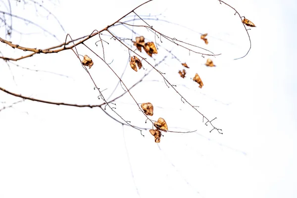 Beautiful Delicate Golden Autumn Leaf Light Background Minimalism Closeup — Fotografia de Stock