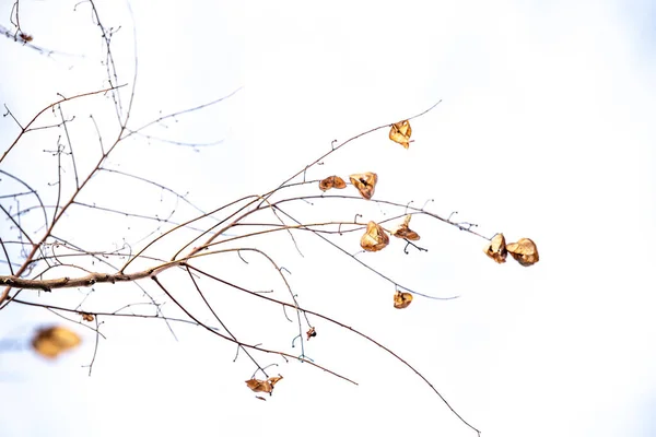 Beautiful Delicate Golden Autumn Leaf Light Background Minimalism Closeup — Zdjęcie stockowe