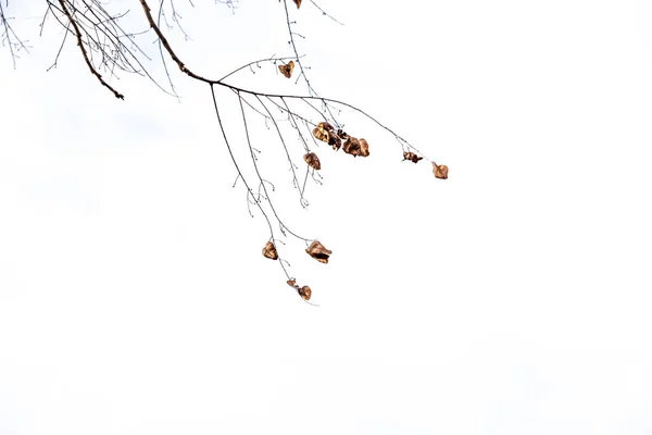 Beautiful Delicate Golden Autumn Leaf Light Background Minimalism Closeup — Fotografia de Stock