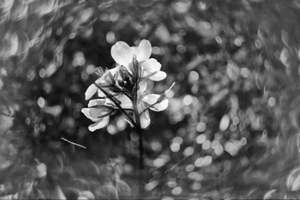 Beautiful Wild Field Little White Flower Sunshine — Foto de Stock