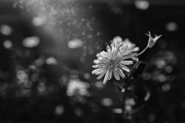 Красивий Дикий Коник Маленькою Жовтою Квіткою Сонці — стокове фото