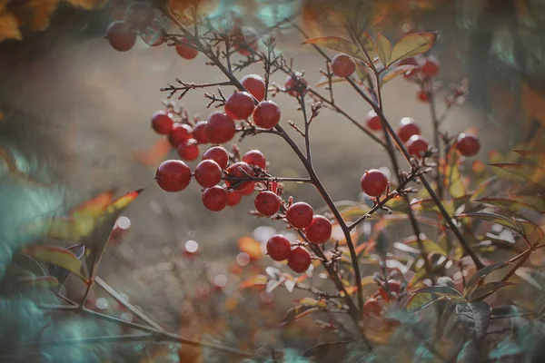 Beautiful Red Ornamental Fruits Vine Autumn Day Sunset Bokeh Light — стоковое фото