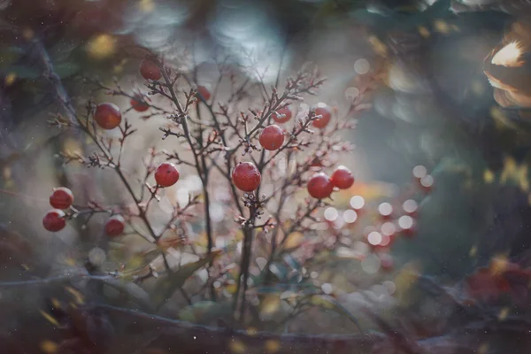 Vackra Röda Prydnadsfrukter Vinrankan Höstdagen Solnedgång Och Bokeh Ljus — Stockfoto