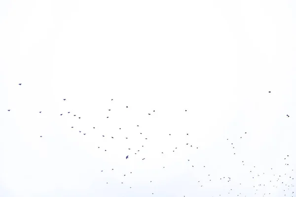 Background Orginal Flock Black Birds Sky White Background Texture Artwork — Stockfoto