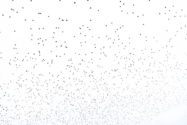 Hintergrund Orginal Herde Schwarzer Vögel Himmel Auf Weißem Hintergrund Textur — Stockfoto