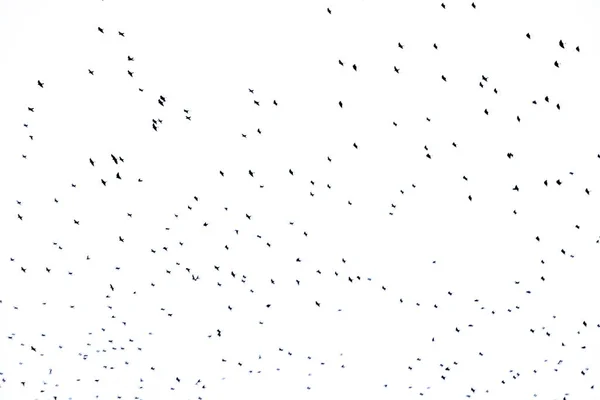 Background Orginal Flock Black Birds Sky White Background Texture Artwork — Stock fotografie