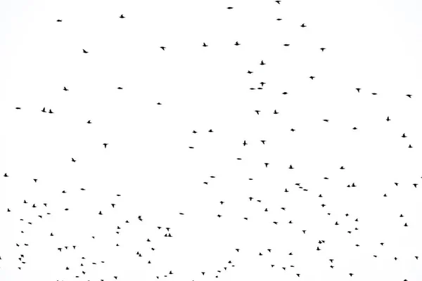 Background Orginal Flock Black Birds Sky White Background Texture Artwork — Stock Photo, Image