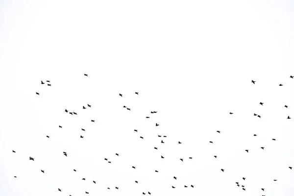 Background Orginal Flock Black Birds Sky White Background Texture Artwork — Stock Photo, Image