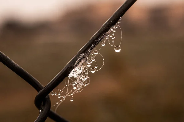 Hermoso Poco Delicado Gotas Agua Una Tela Araña Primer Plano —  Fotos de Stock