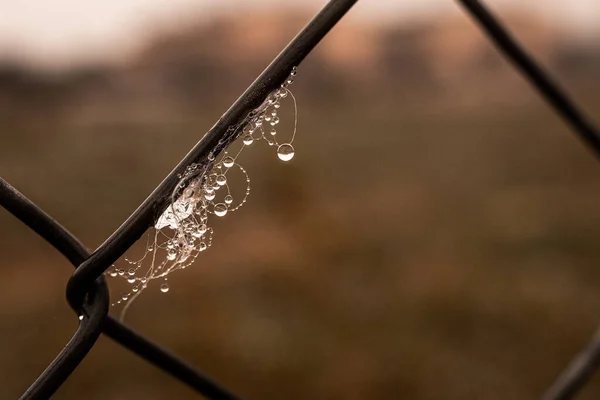 Hermoso Poco Delicado Gotas Agua Una Tela Araña Primer Plano —  Fotos de Stock