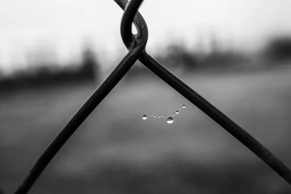 Beautiful Little Delicate Water Drops Spider Web Close Foggy Day — kuvapankkivalokuva