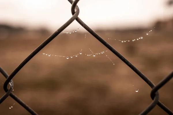 Beautiful Little Delicate Water Drops Spider Web Close Foggy Day — Stockfoto