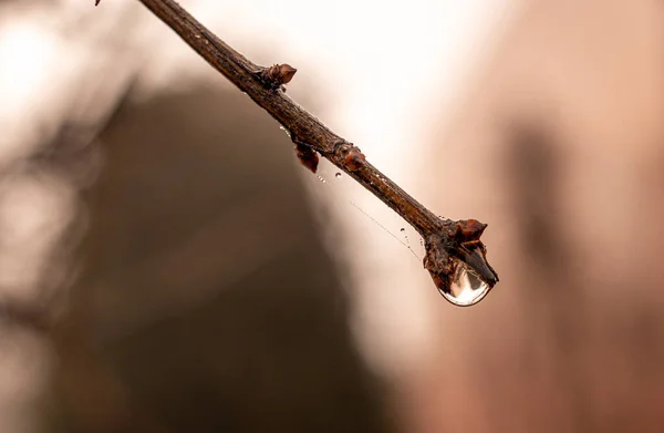 Beautiful Little Delicate Water Drops Spider Web Close Foggy Day — Stock Photo, Image