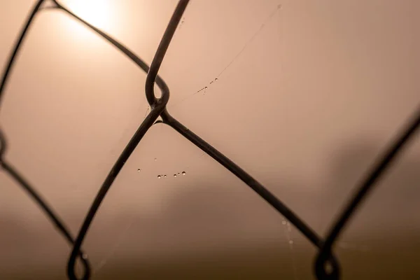 在雾蒙蒙的天气里 美丽而细腻的水滴在蜘蛛网上 — 图库照片
