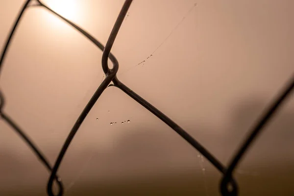 Beautiful Little Delicate Water Drops Spider Web Close Foggy Day — Stockfoto